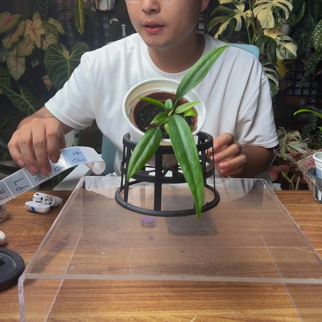 ****说无花朵一物一拍P4
