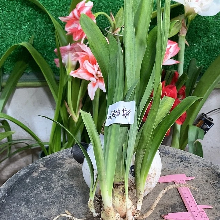 全部花朵伊迪丝多侧福利