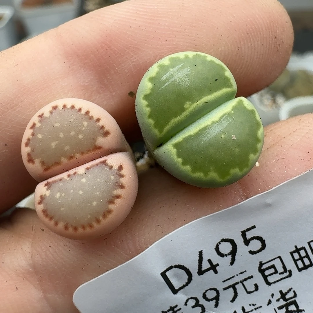 495多肉哈哈哈哈哈哈哈哈