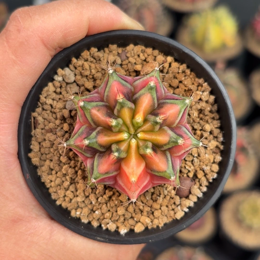 泰系米哈实生仙人球50