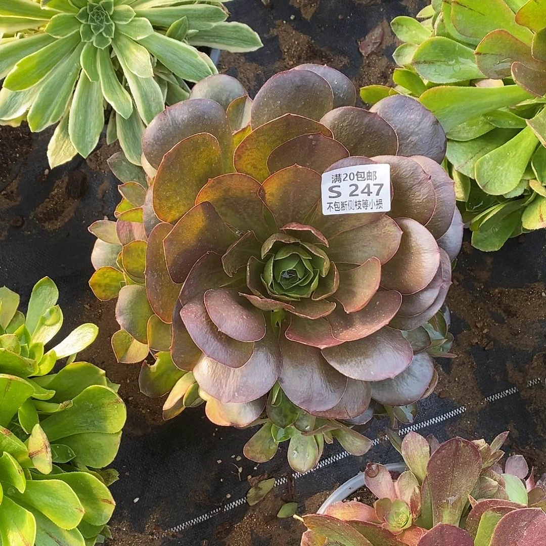 247魅金玫瑰多肉