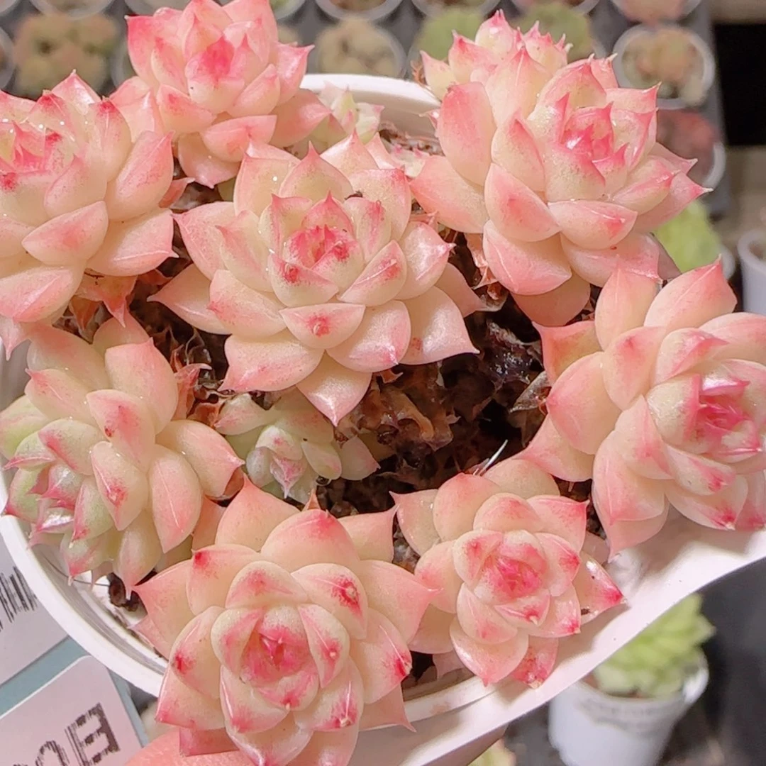 花语多肉1130-288散