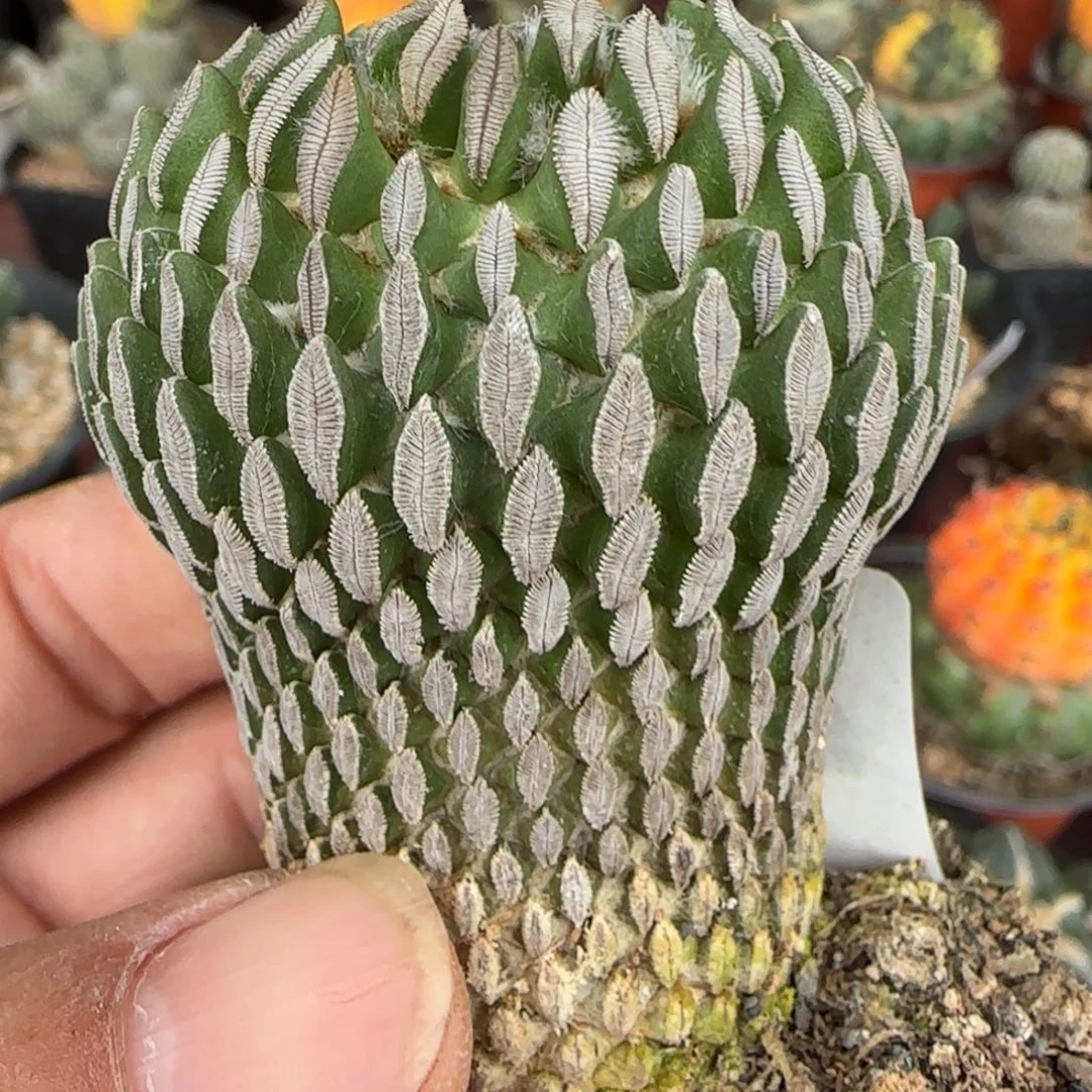 川***号无花朵丸子463仙人球