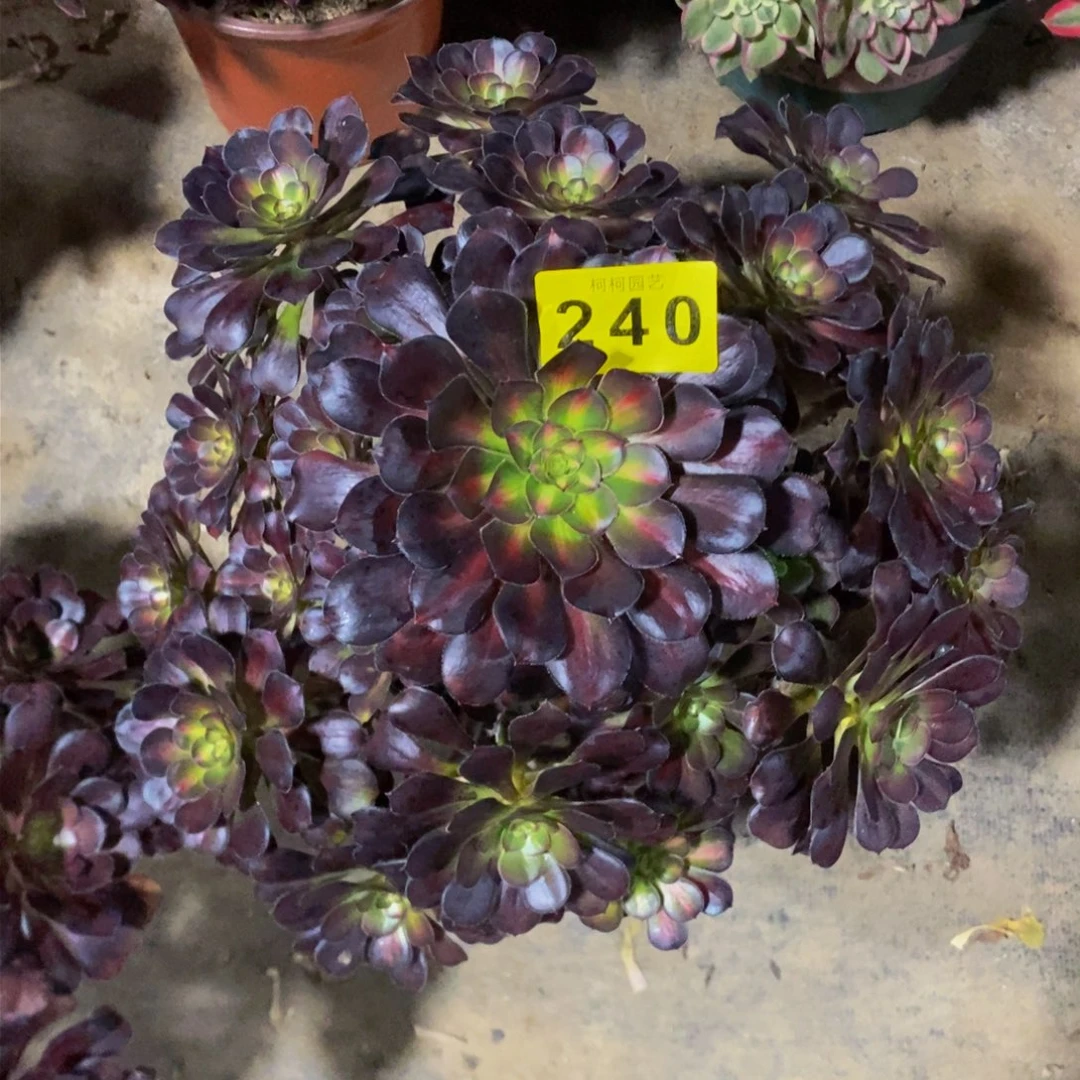 小*多肉000240晚霞