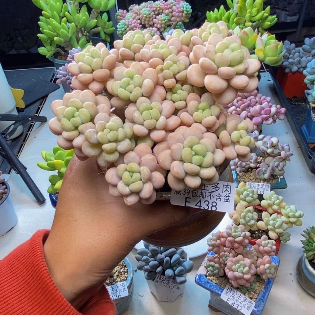 438洛可可多肉10c m
