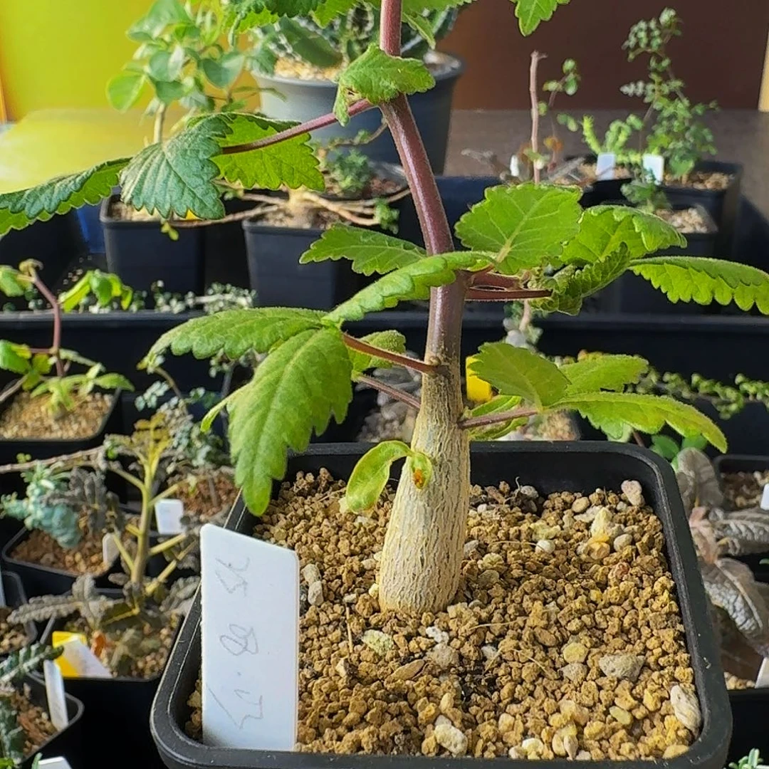 特价 实生裂榄带盆土顺丰空运包邮