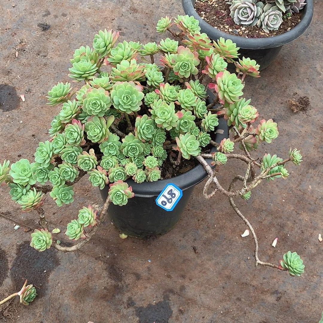 890杂 一物一拍多肉