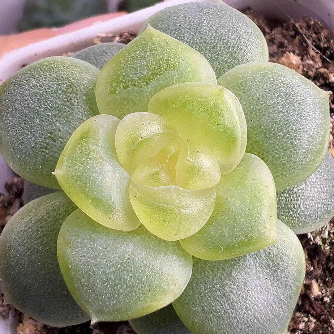 颜汐。