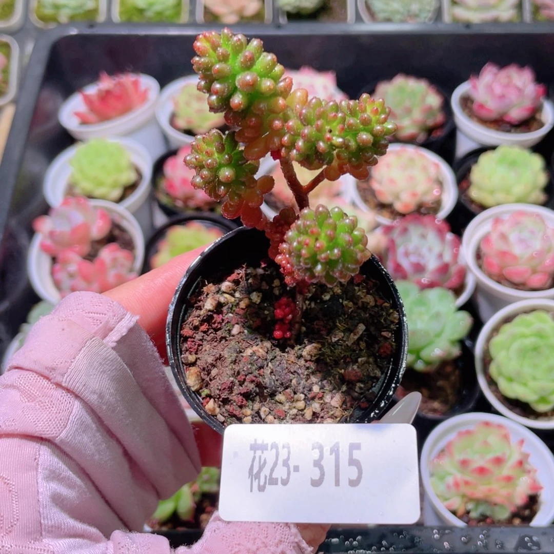 花利美23-315红色浆果