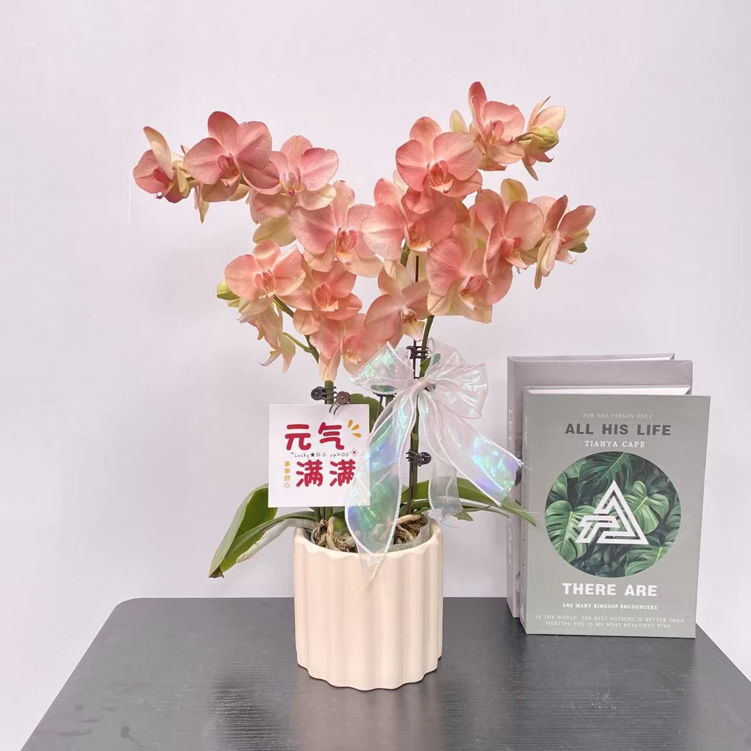 蝴蝶兰【水蜜桃】 特殊工艺 进口蝴蝶兰 观赏客厅花卉  真花观赏