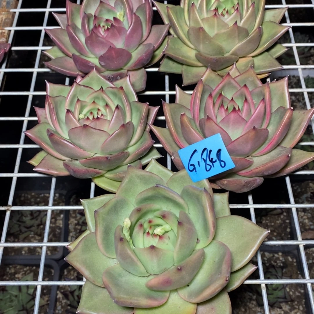 沧*多肉植物多肉植物1848四颗