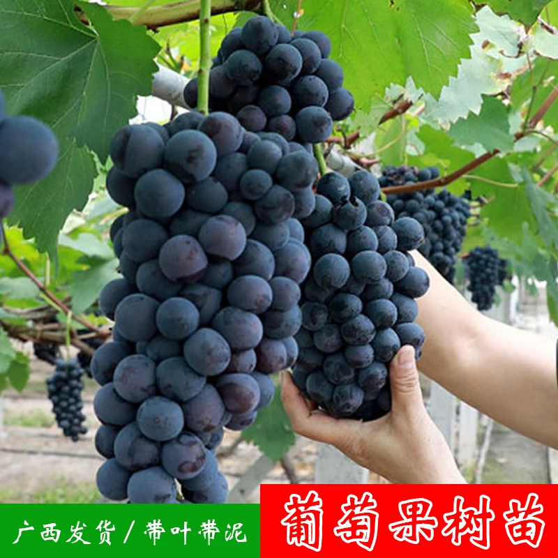 葡萄树苗特大巨峰夏黑葡萄爬藤树苗南方北方种植果树苗带土扦插苗