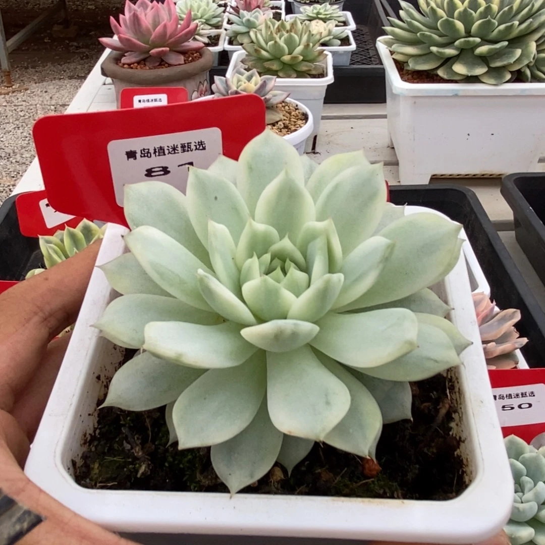 81号tp锦多肉植物