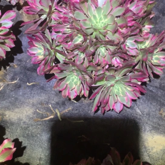 多肉植物395女巫