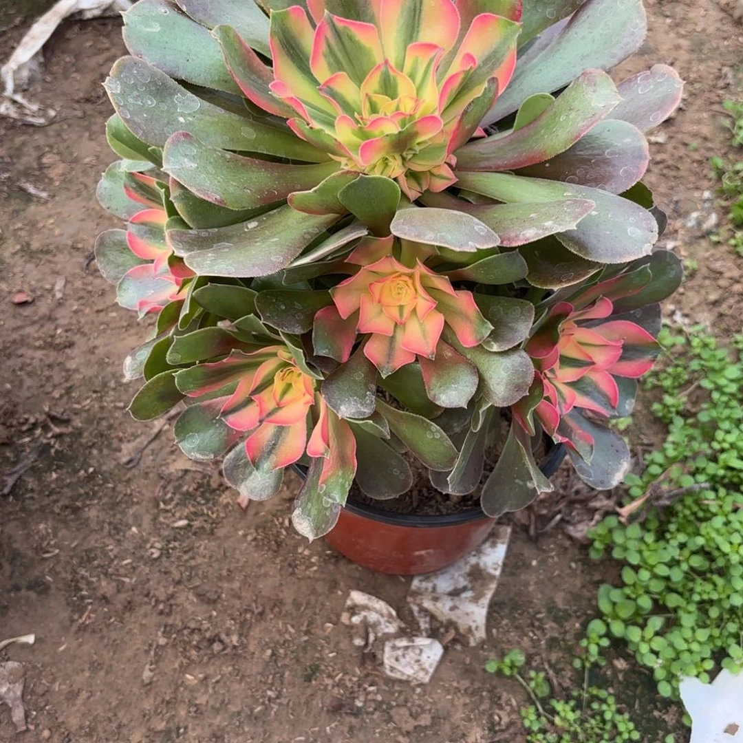 N. 142香妃多肉酱。baeee