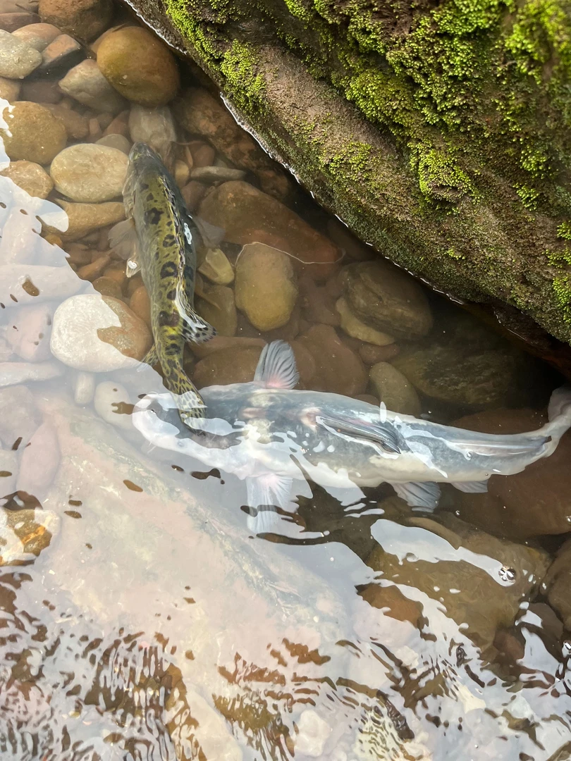 大江团活鱼现杀可搭配其他鱼顺丰冷链发货