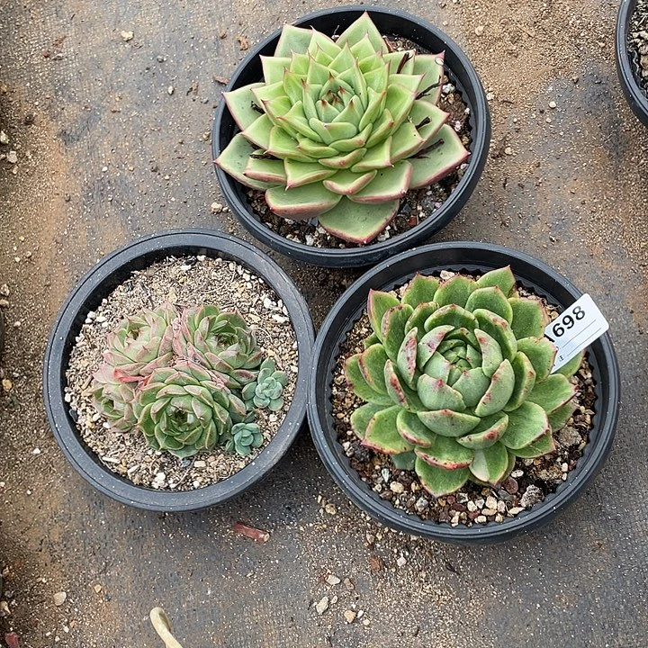 若如东云组拍A698