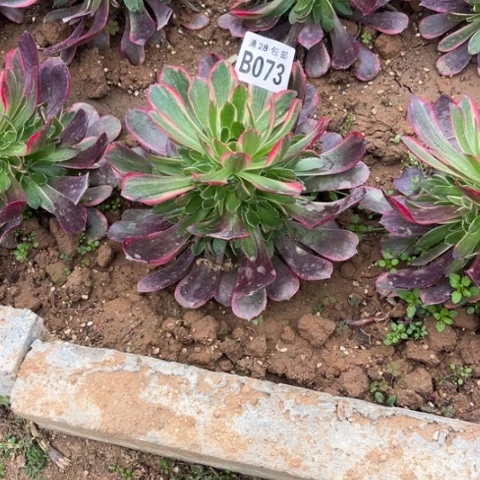 073金丝雀不包断枝