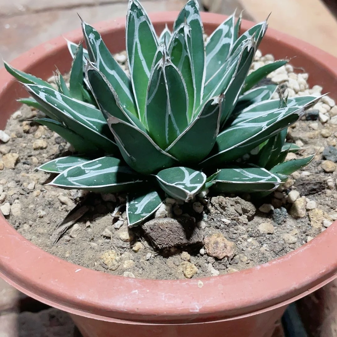 丸叶屉之雪10公分左右包邮