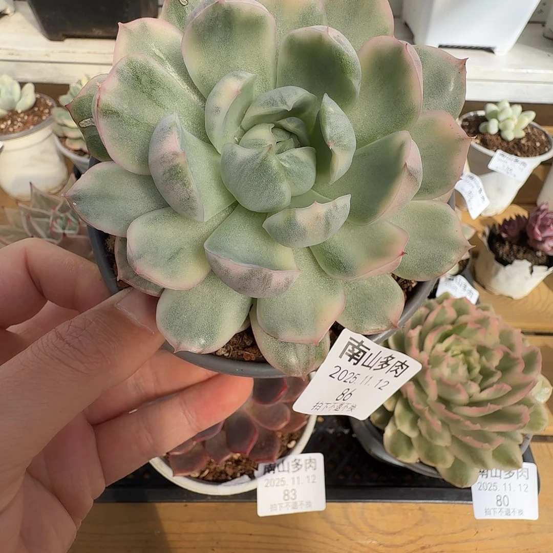 草莓蛋糕锦11111112-86