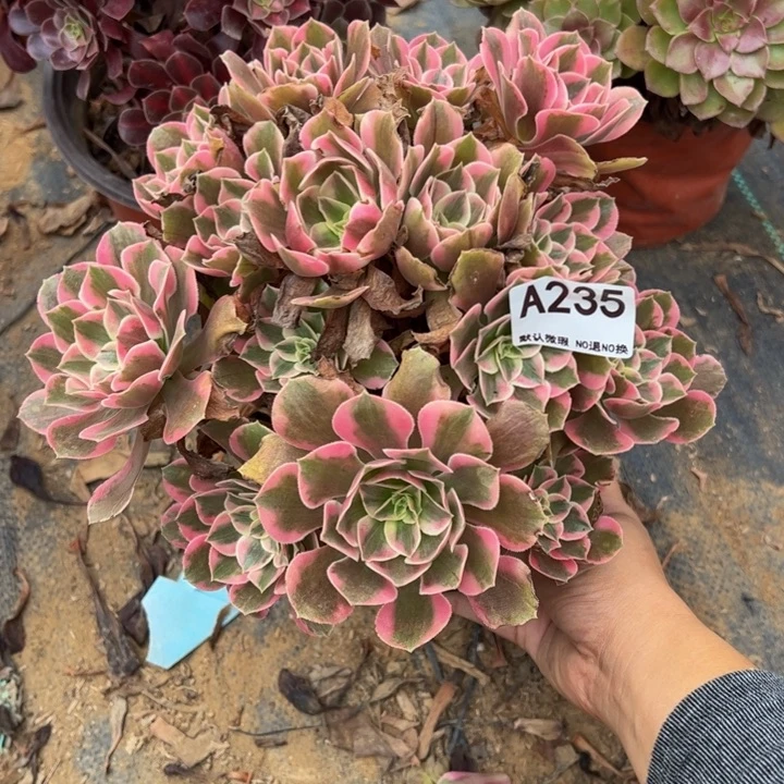 粉女郎多肉植物235.