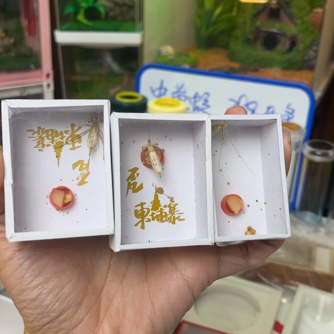短须柬埔寨3只拍拍拍拍