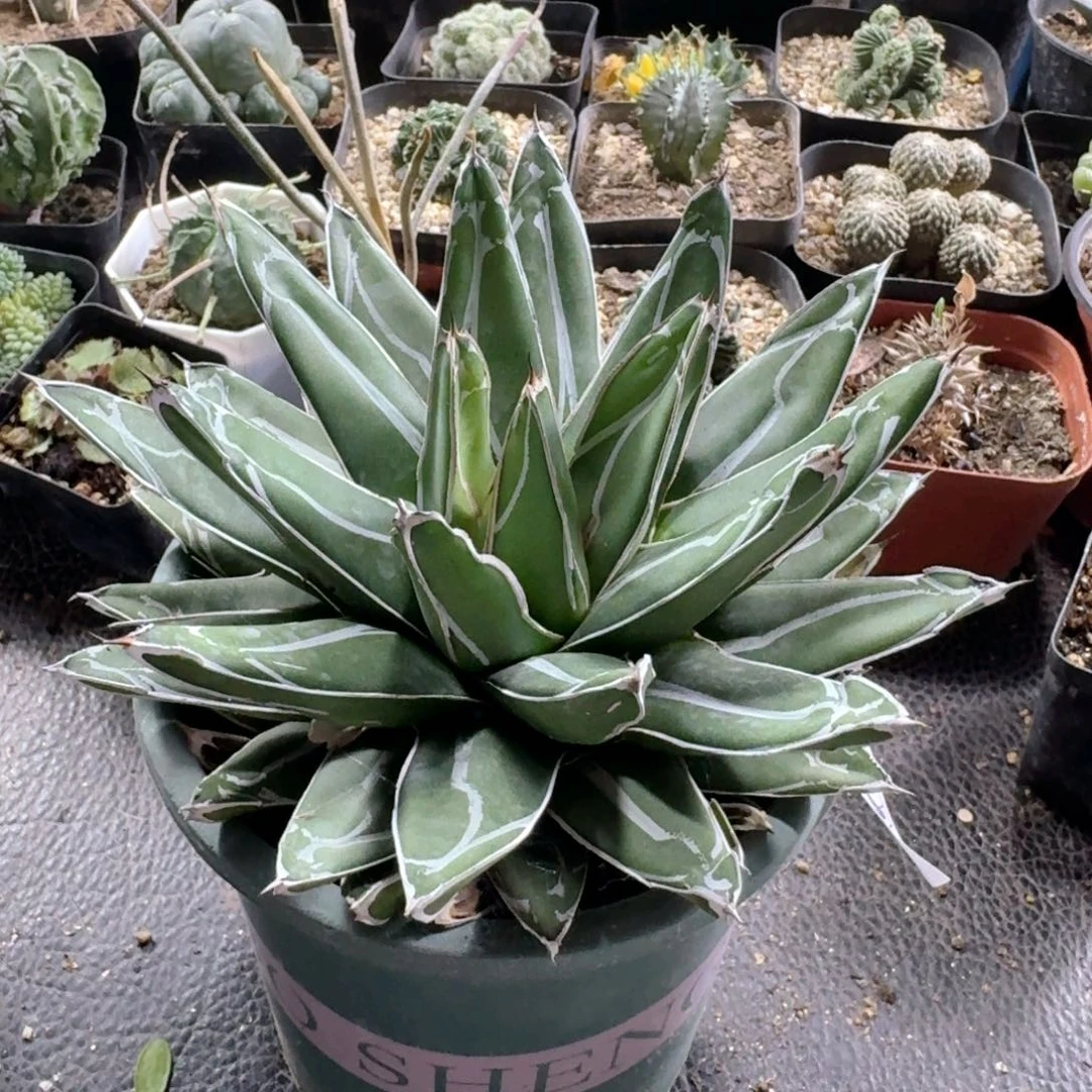 764笹之雪脱土发货