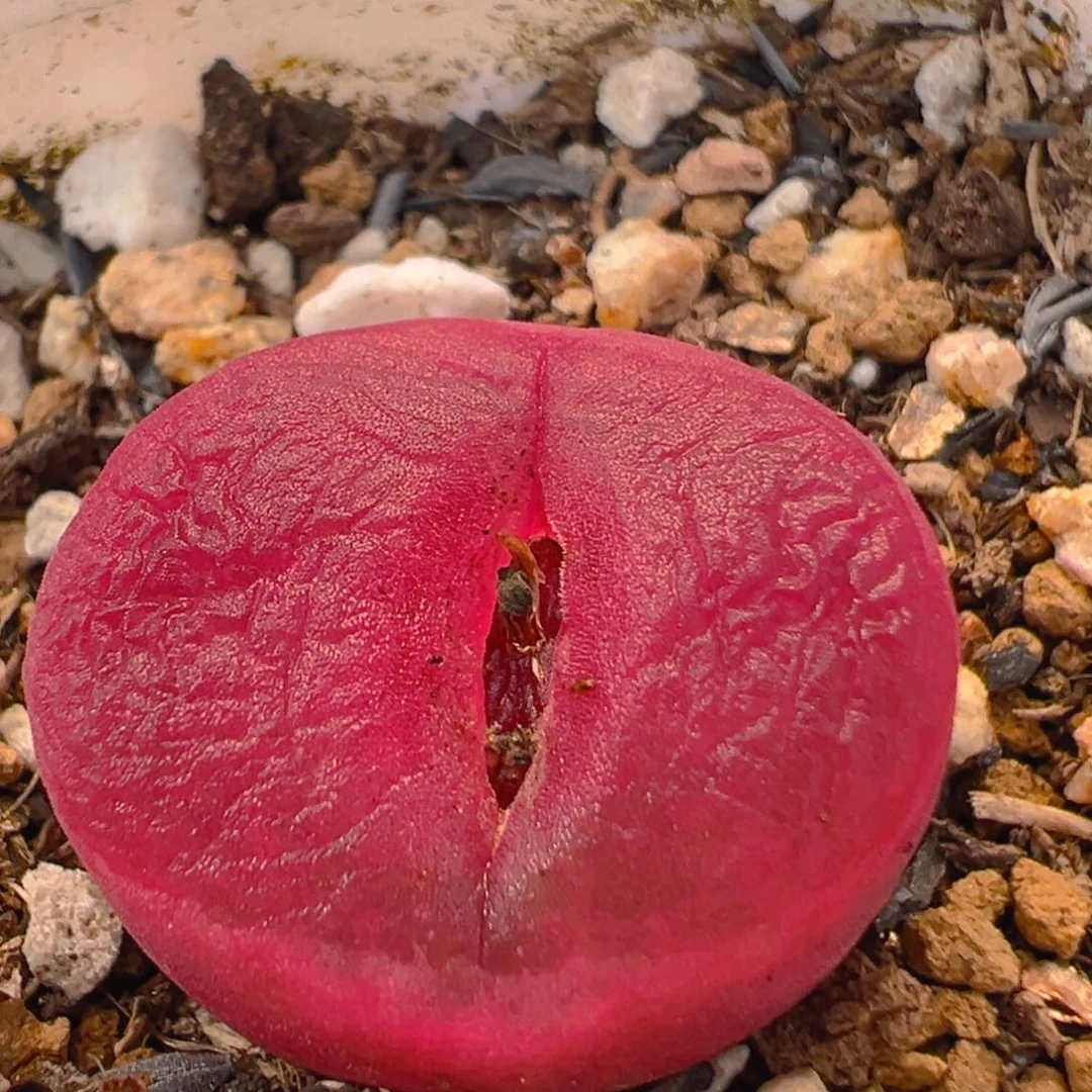 118多肉植物百科知识