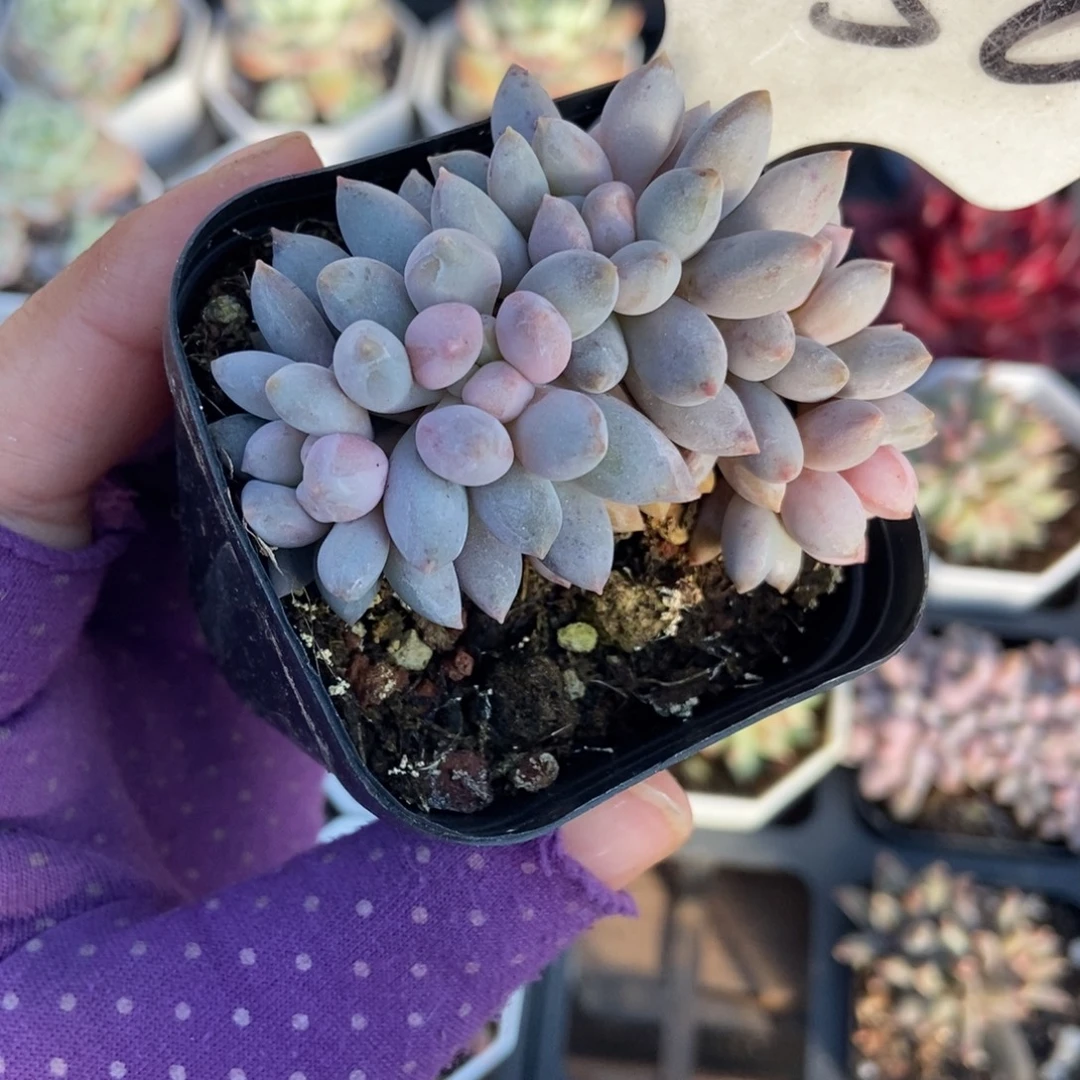 1050星黛露多肉植物