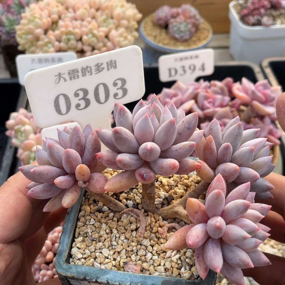 0303所罗门不带盆12厘米