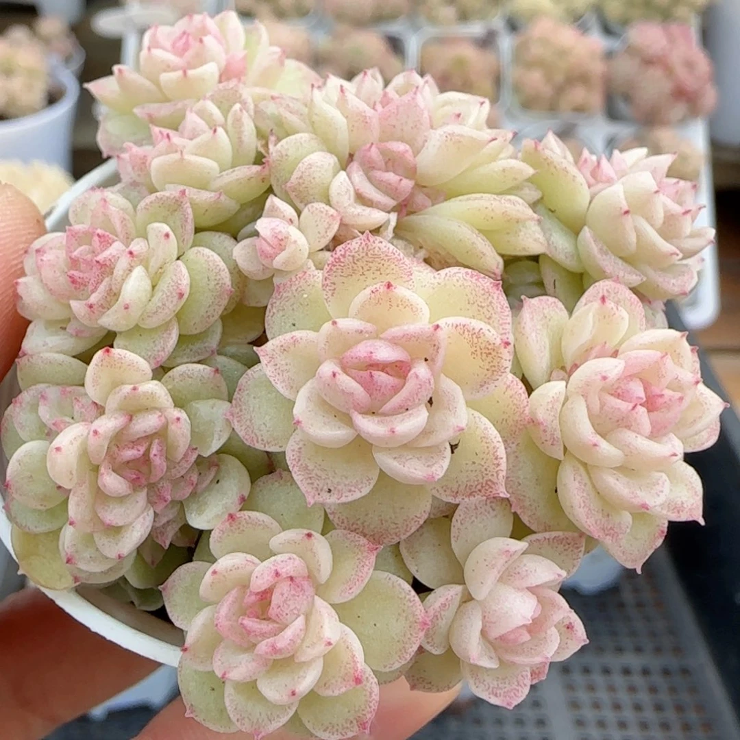 【闪购商品】0211-12粉心圆脸花朵麦杆