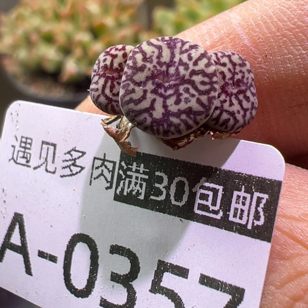 多肉植物11111111111111111
