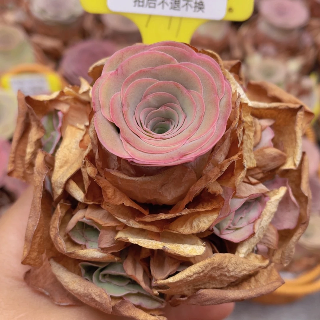 山地玫瑰Z479裸根发货不售后