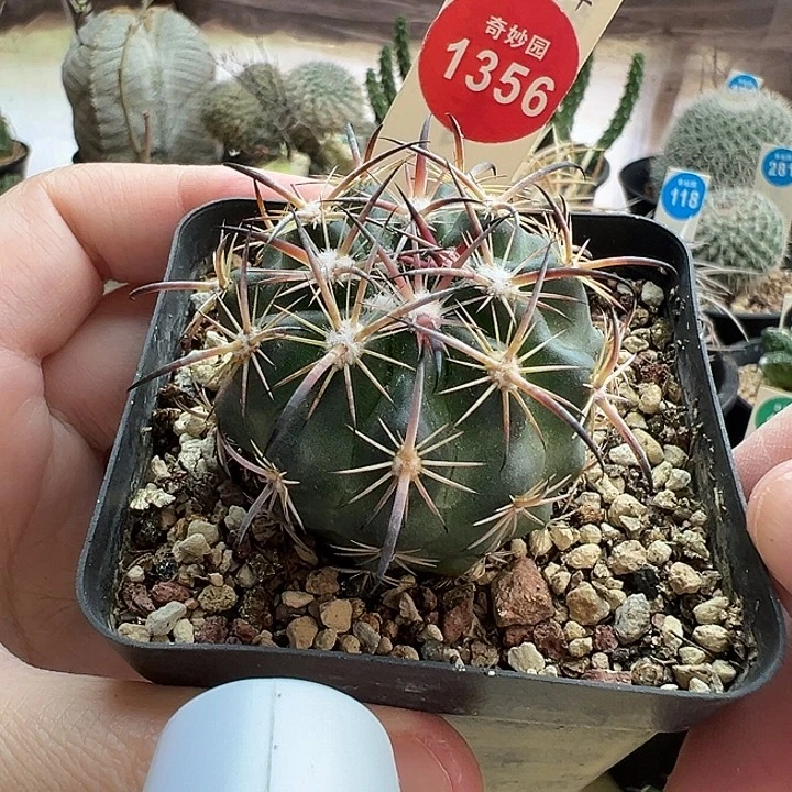 实生黑粗刺琥爪玉4.2cm