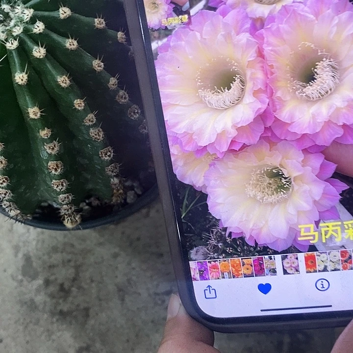马丙仙人球，2579900