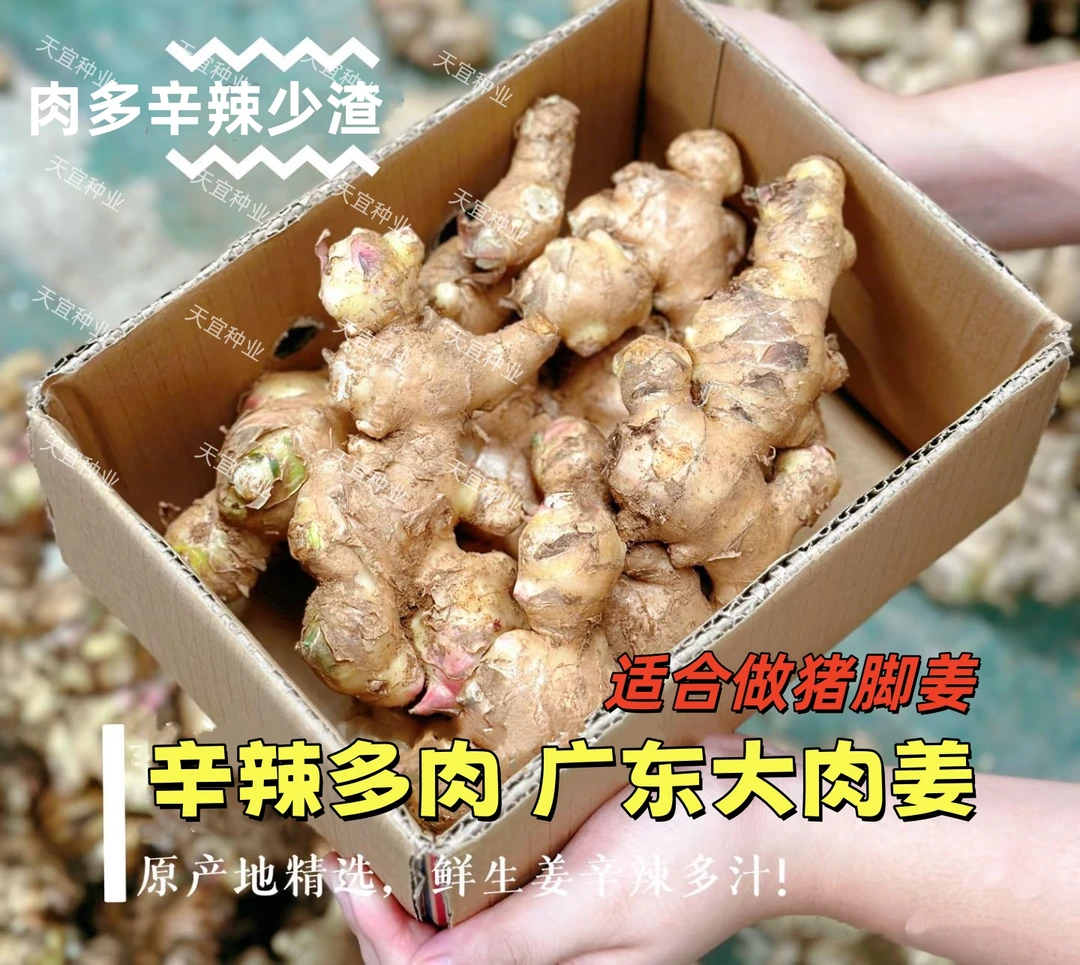 【新姜上市】广东无渣猪脚姜新鲜大肉菜姜粉姜腌姜高明正宗月子批