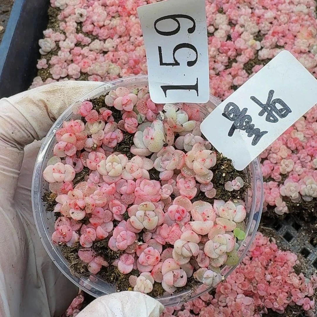 多肉植物多肉植物159量拍