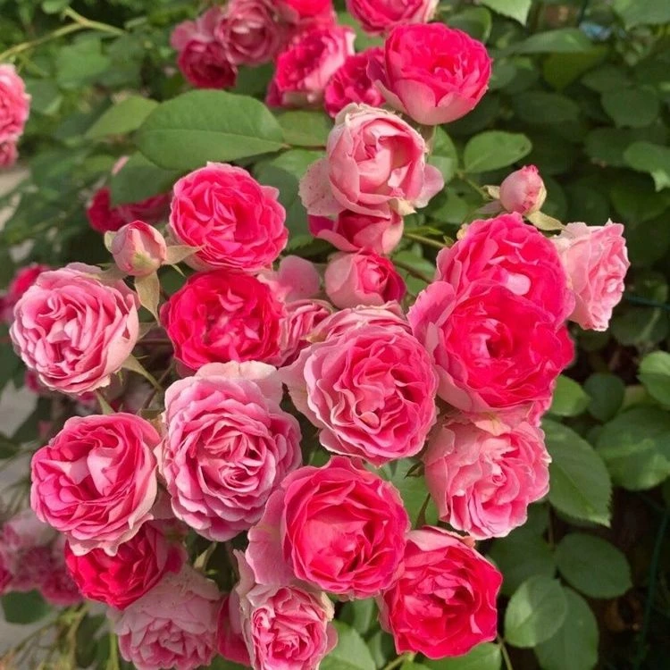 胭脂扣 大型藤本爬藤月季 耐寒抗病性强庭院阳台种植做拱门花墙