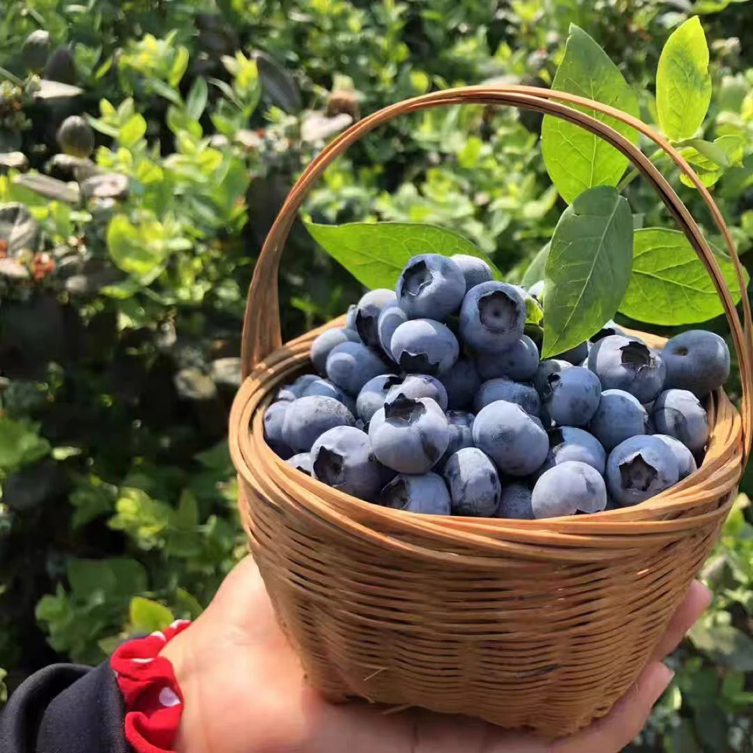 云南空运云端蓝莓杯