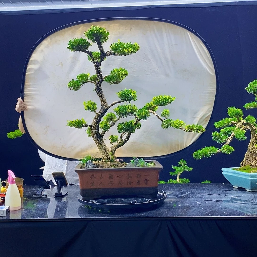 无花朵黄杨盆景造型