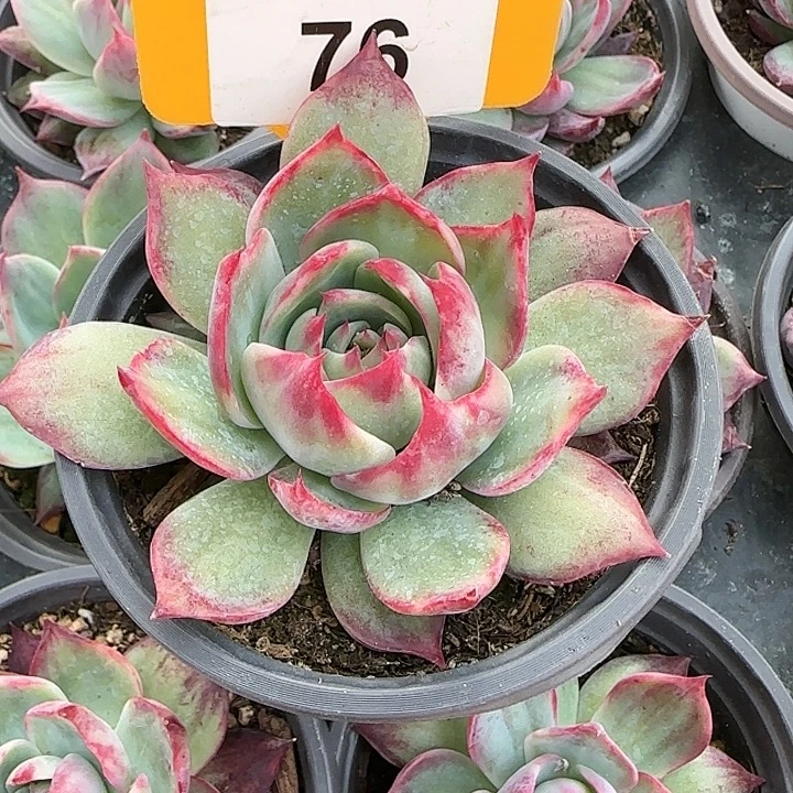 76 惊鸿仙子多肉植物6-9cm