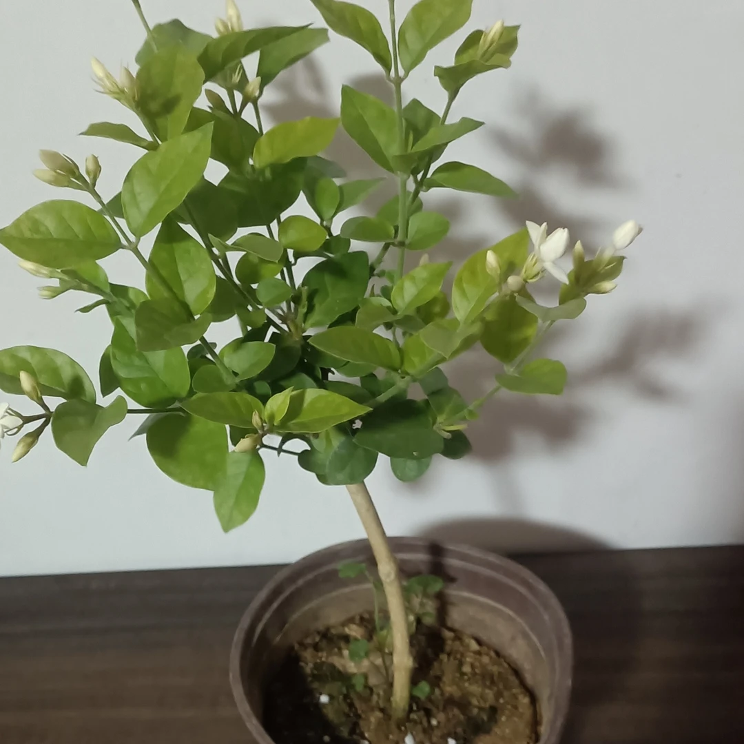 【单瓣笔尖茉莉】盆栽独杆棒棒糖单瓣笔尖茉莉