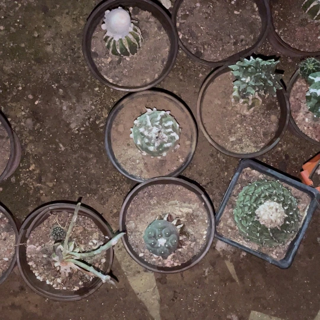 无花朵螺旋 萝卜根  仙人球