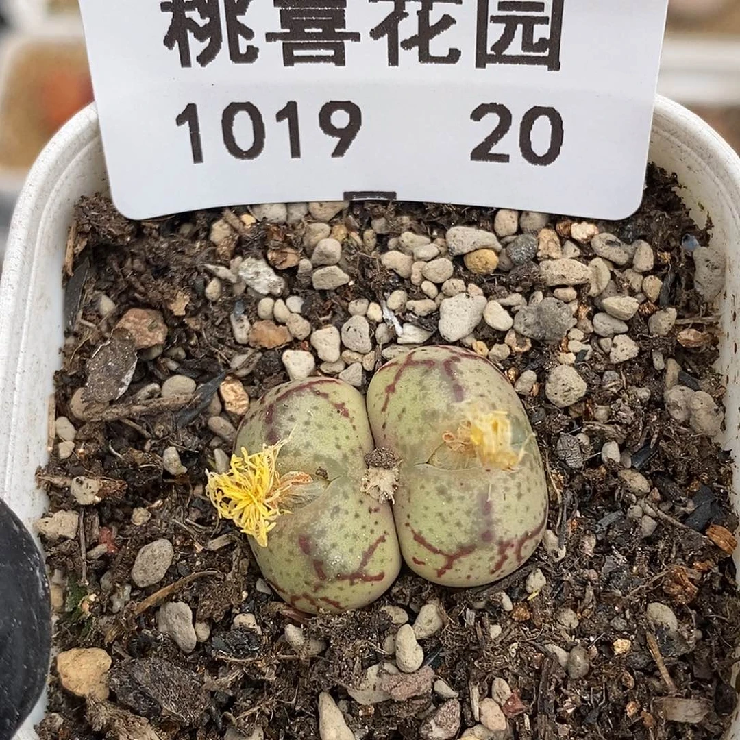 我***看1019-20-杂交福利。