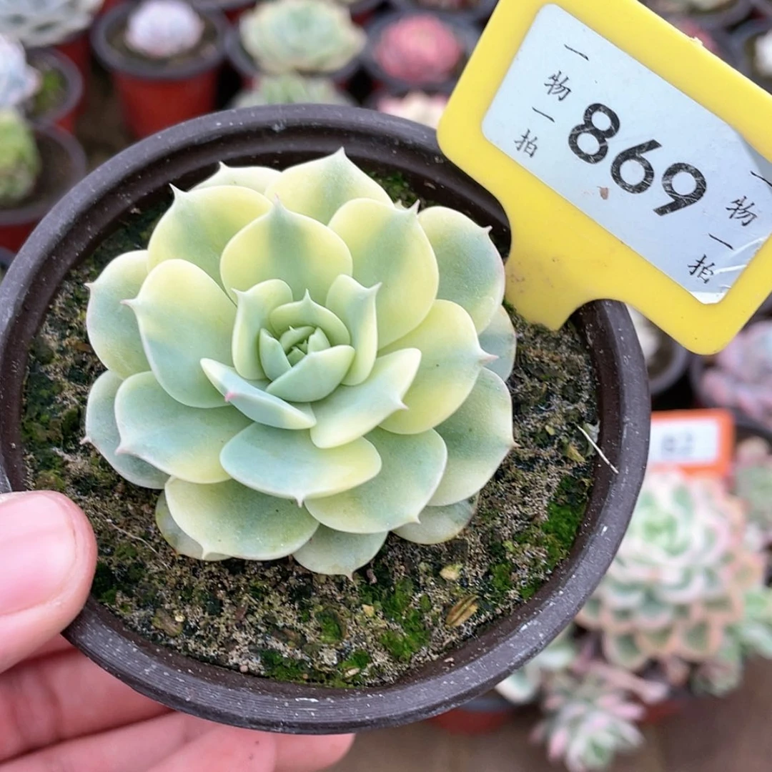 【闪购商品】869号