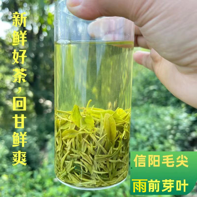 黄龙寺大山楼头雨前芽叶信阳毛尖2025新茶原产地直发