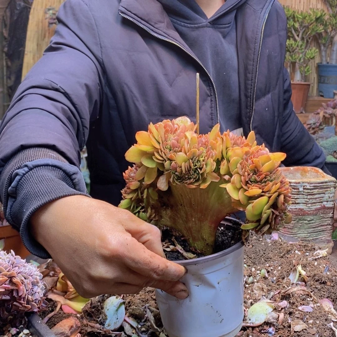 城**民122号糖果缀化