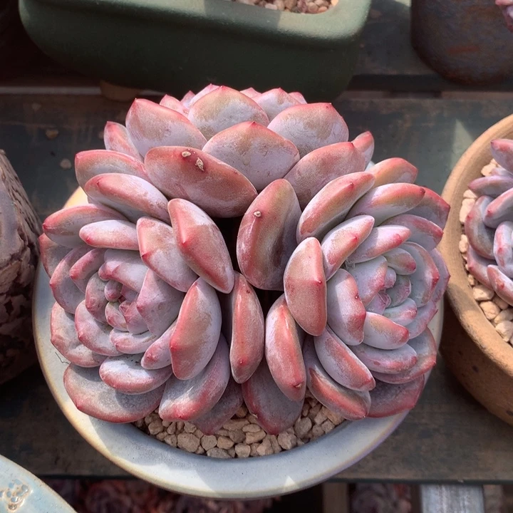 南风花花花花花花