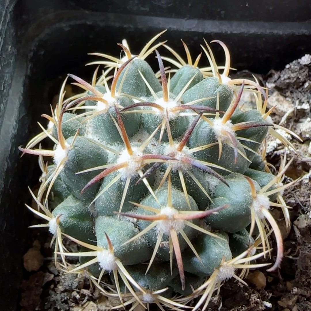 实生钢定多肉0000