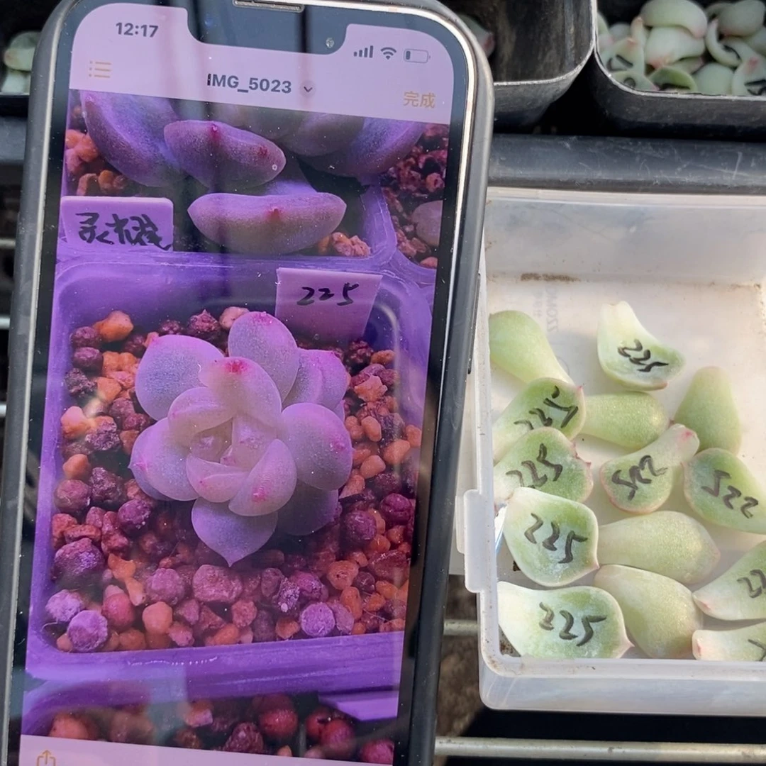 甜心225叶片一个